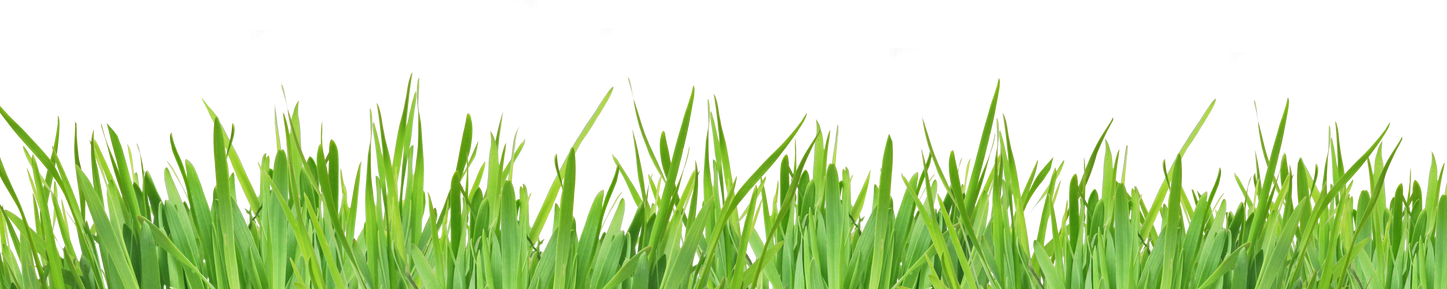 Green Grass Isolated